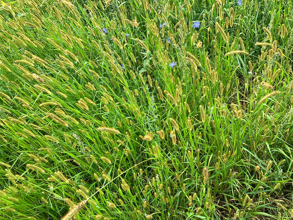 Yellow Bristle Grass