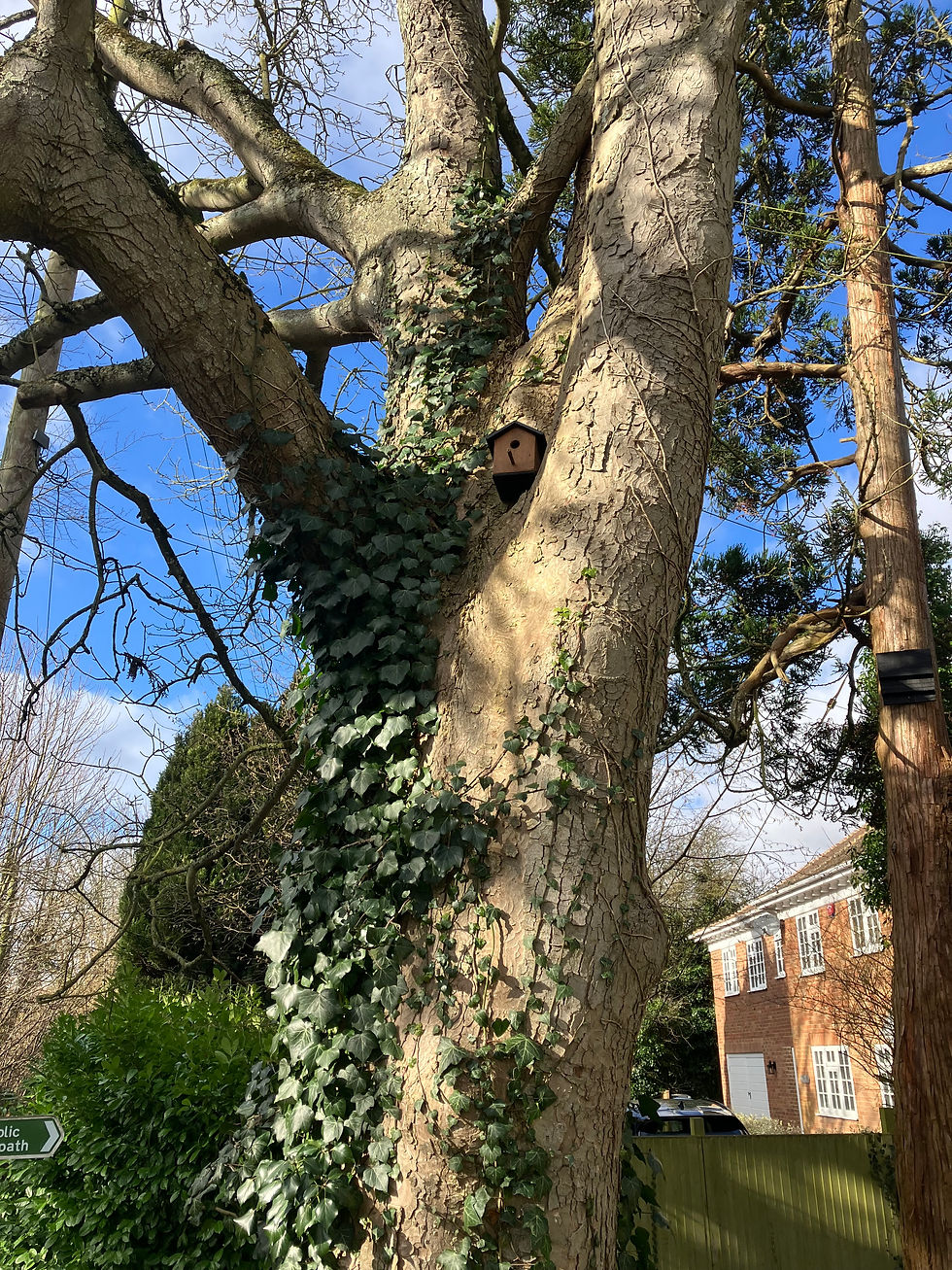 Bird nesting box