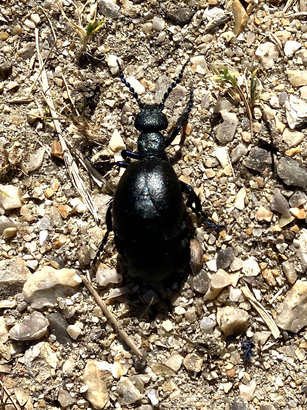 Black Oil Beetle