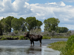 July Fishing Report – Jackson Hole Area Waters
