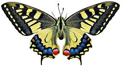 butterfly-3044121_1920.jpg