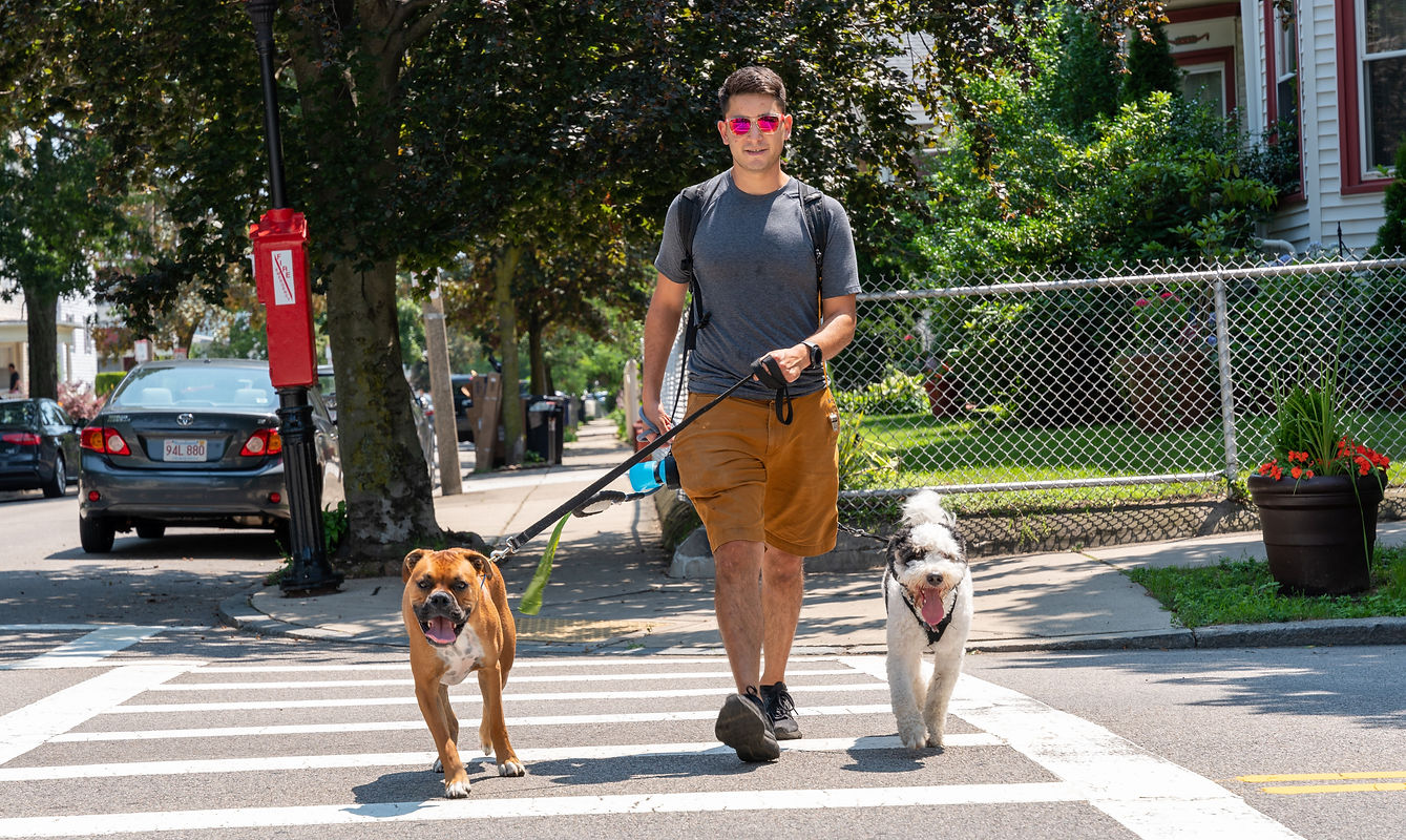 Man walking two dogs across crosswalk