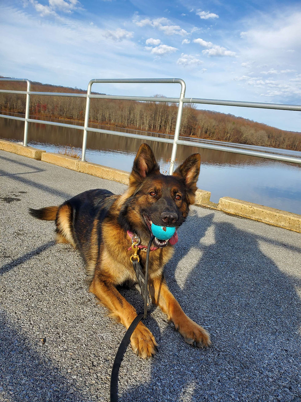 Thumbnail: Obedience Training 