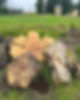 Tree stump removal