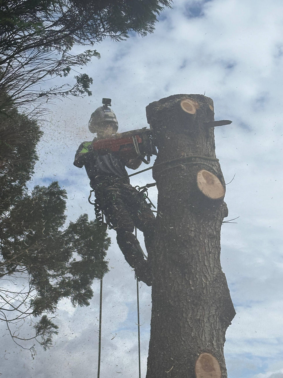 Tree removal in progress