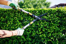 Hedge cutting