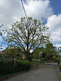 A lush tree stands in the centre of a neatly landscaped garden beside a modern house.
