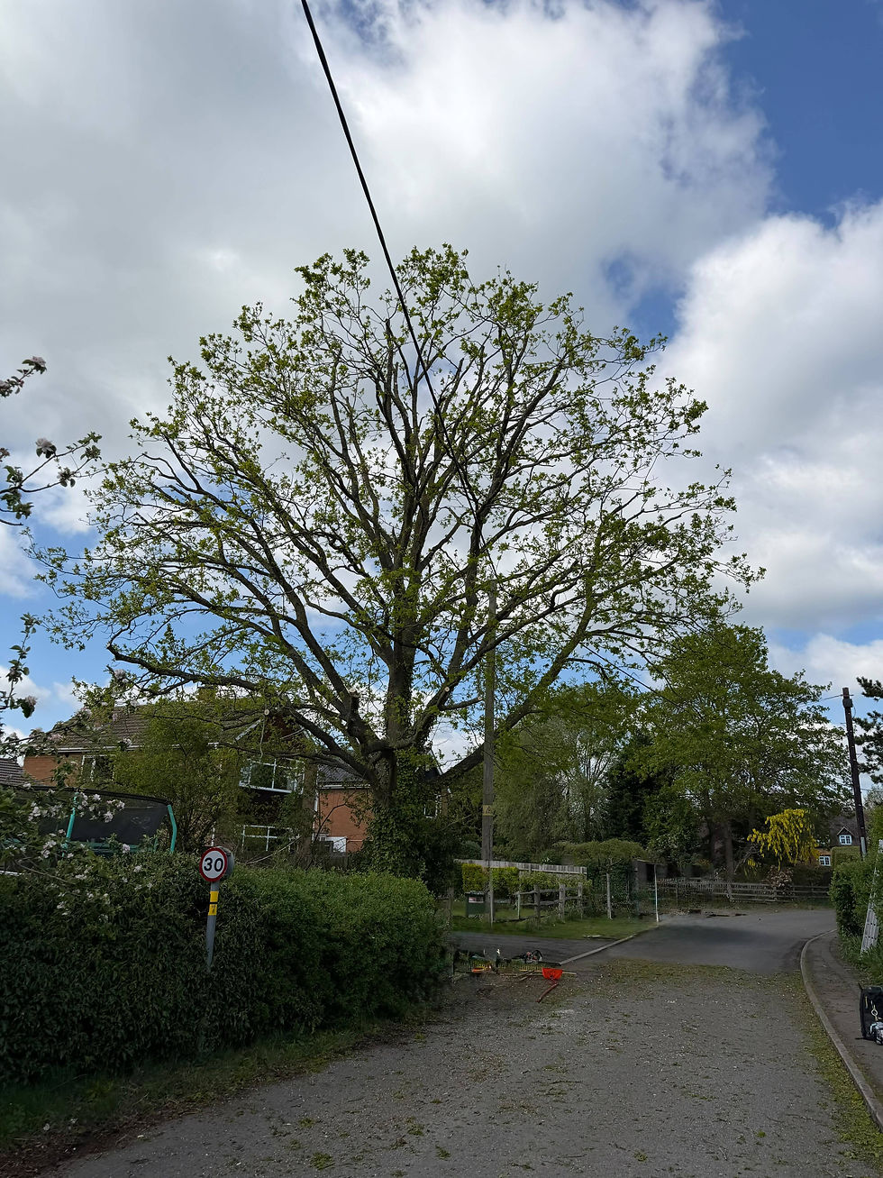 A lush tree stands in the centre of a neatly landscaped garden beside a modern house.
