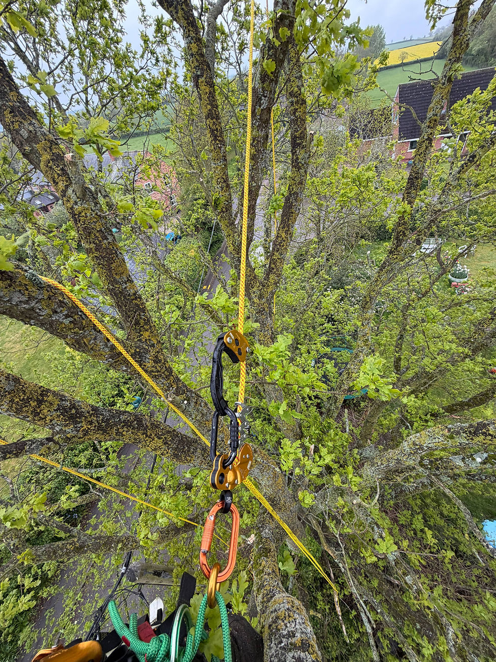 A tree in a garden with several freshly pruned branches against a backdrop of lush greenery.
