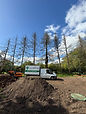 Tree removal