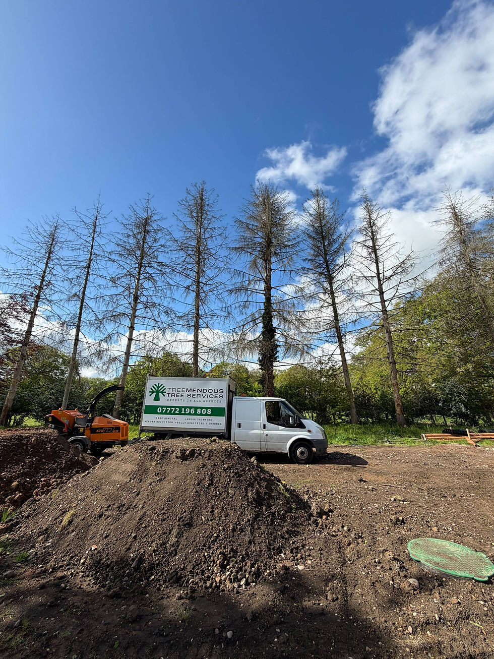 Tree removal