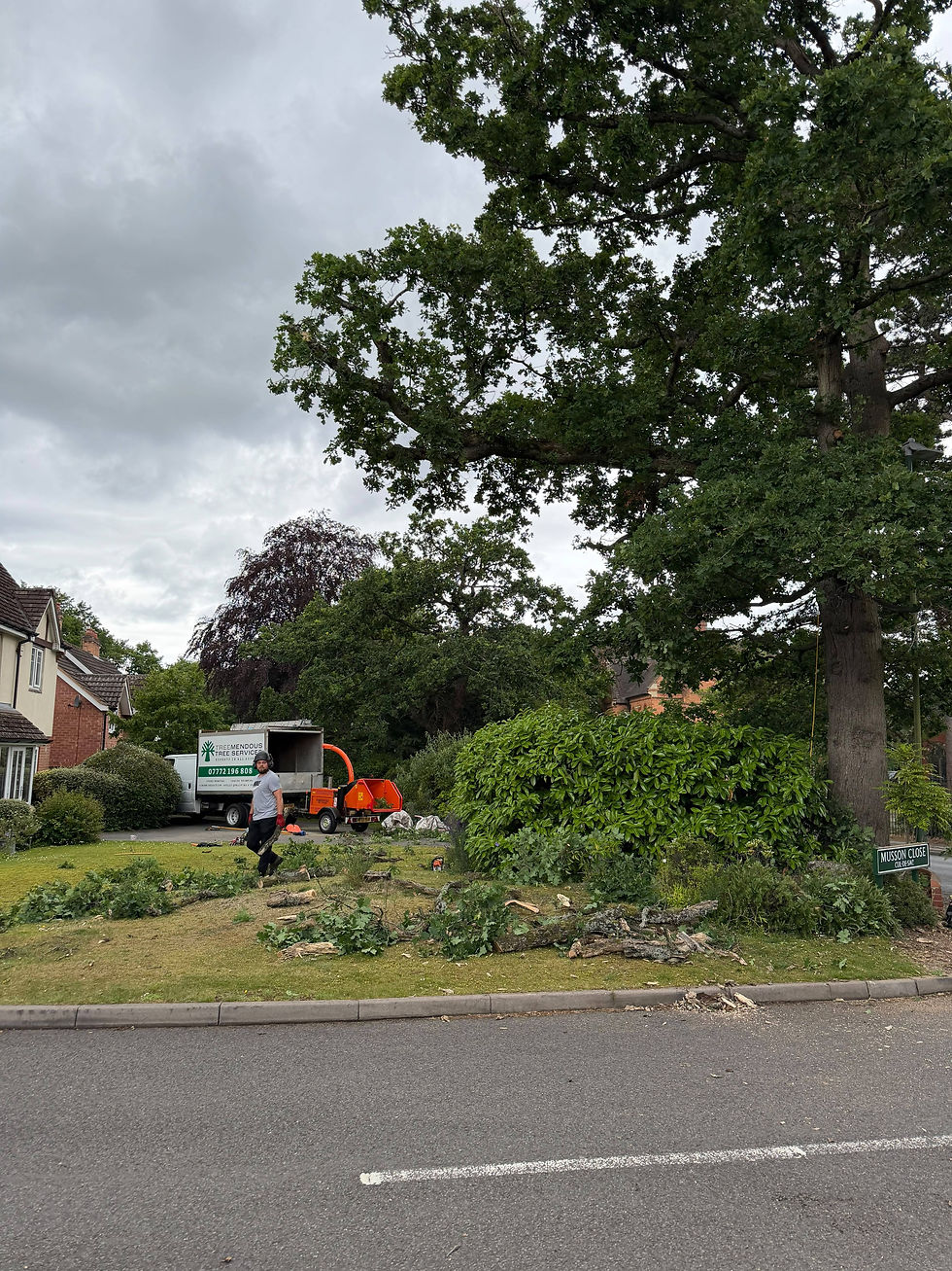 Tree work in progress