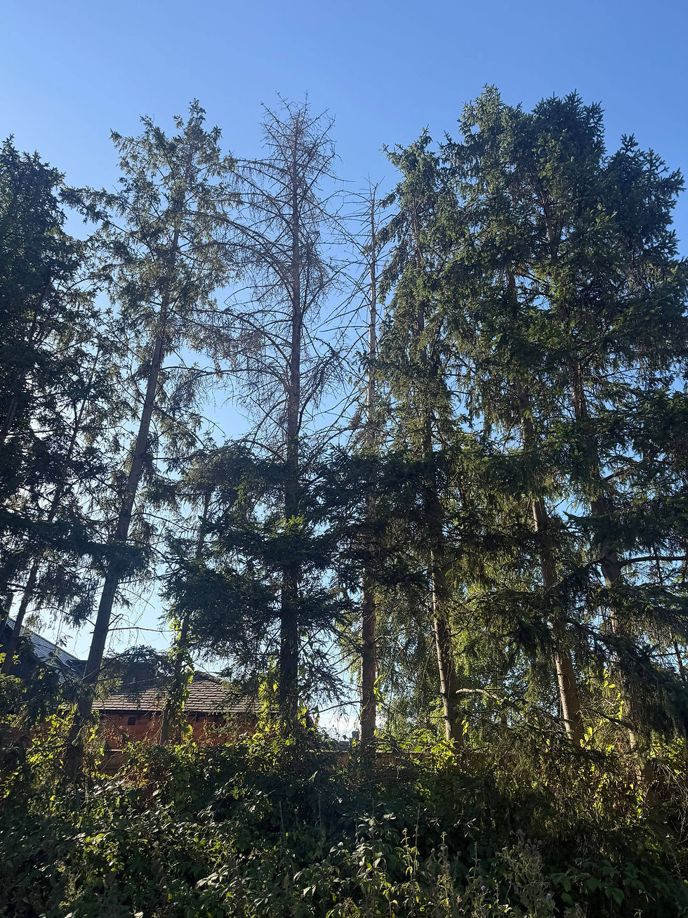 A garden with large trees