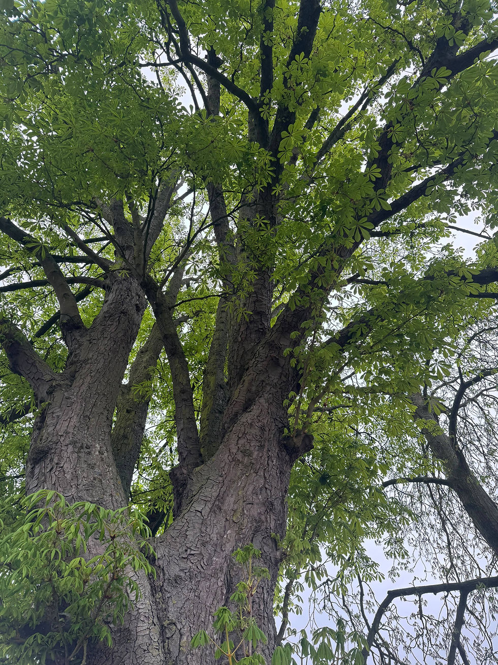 Trees in a garden