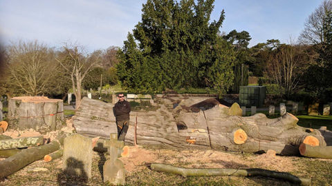 Tree felling