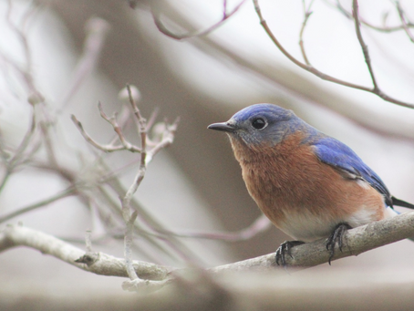 Eastern Bluebird Conservation at Charlotte’s Quest