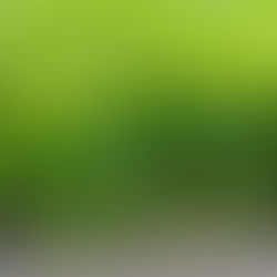 Special Sale on Celery This Week!