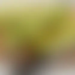 Fresh Organic Produce for February 12th, 2026