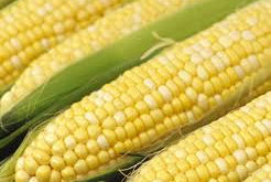 Organic Bi-color Corn