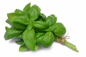 Fresh Basil   