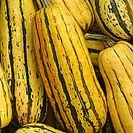 Organic Delicata Squash