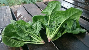 Organic Produce for Thursday Oct 30th 2025