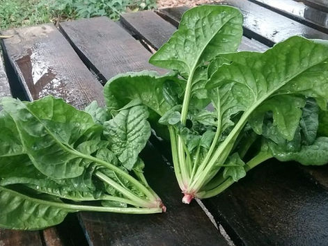 Organic Produce for Thursday Oct 30th 2025