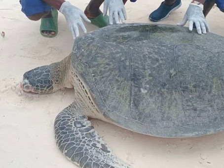 Protecting Sea turtle Nesting Season