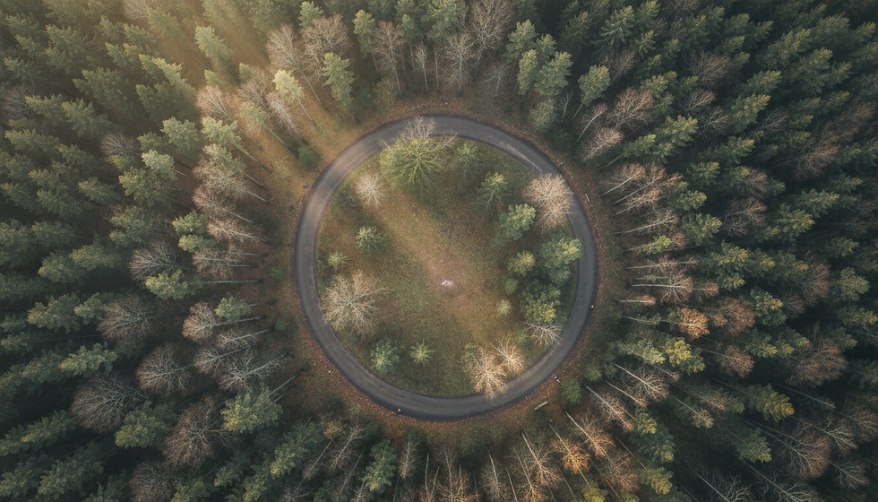 Aerial view of a winding forest path curving back on itself through tall trees, with soft morning light filtering through the canopy in muted green and earth tones