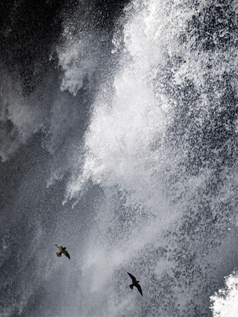 Encountering the iconic Great Dusky Swifts plunging through the mist of Iguazú Falls, a moment of raw waterfall power.