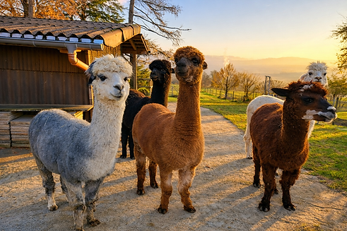 Alpakas im goldenen Abendlicht.png