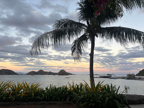 Sunset over the sea with a large palm tree in the foreground