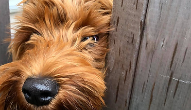 kona busting out for puppy visits.jpg