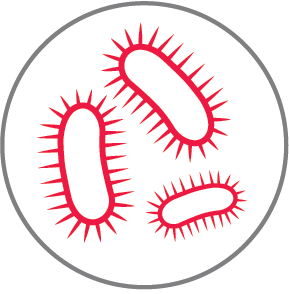 Bacteria