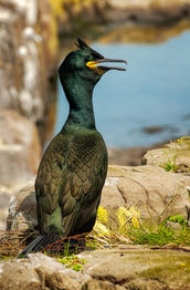 Beautiful Colours of the European Shag or Common Shag (Gulosus aristotelis)