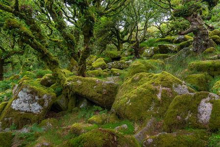 ancient woodland, ancient forest, ancient oak tree, woodland, granite boulder, granite, temperate rainforest, rainforest, fern, polypody fern, wistmans wood, wistman's wood, devon, dartmoor