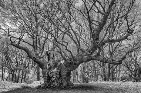 Old Knobbley, Mistley, Essex