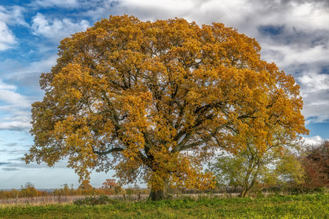 Autumnal View of Veteran Oak Tree (Quercus robur), Duns Tew, Oxfordshire