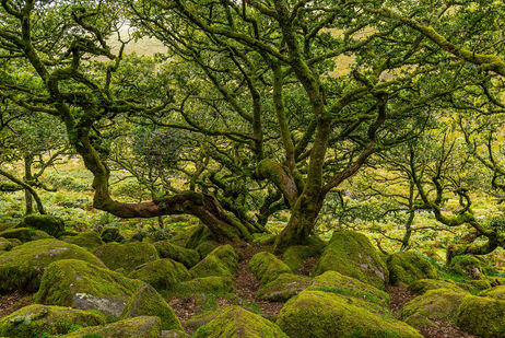 ancient woodland, ancient forest, ancient oak tree, woodland, granite boulder, granite, temperate rainforest, rainforest, fern, polypody fern, wistmans wood, wistman's wood, devon, dartmoor