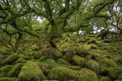 ancient woodland, ancient forest, ancient oak tree, woodland, granite boulder, granite, temperate rainforest, rainforest, fern, polypody fern, wistmans wood, wistman's wood, devon, dartmoor