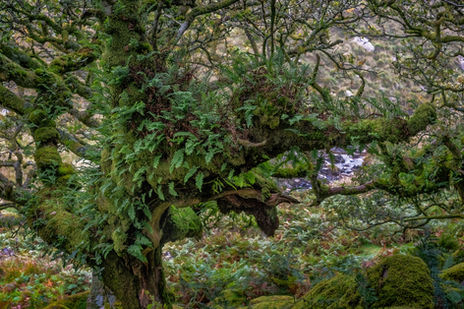 ancient woodland, ancient forest, ancient oak tree, woodland, granite boulder, granite, temperate rainforest, rainforest, fern, polypody fern, wistmans wood, wistman's wood, devon, dartmoor