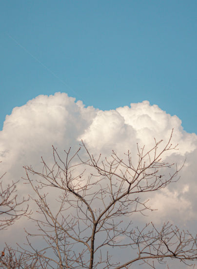 Bare tree branches against a blue sky and white clouds
