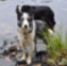 Zoro (papa de Heaven)