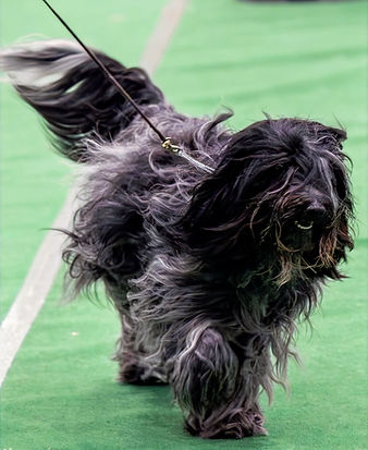 Camagis Lucky Lucca - klubCH_edited.jpg