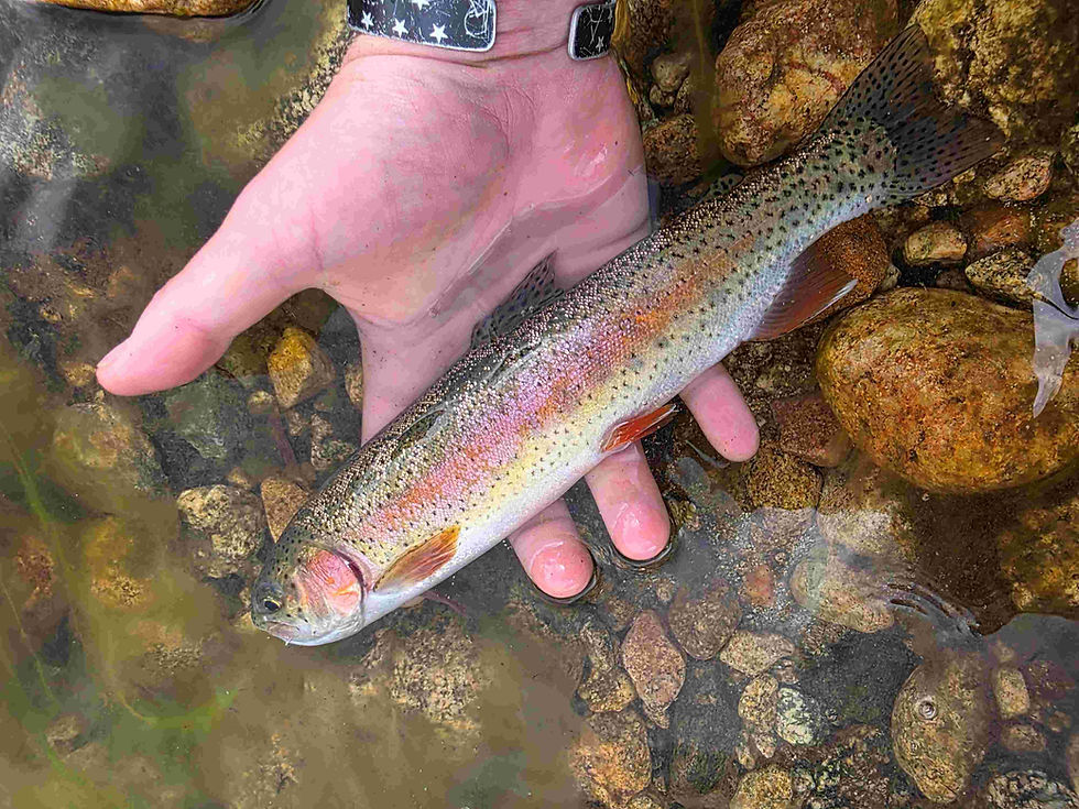 Chatfield Hollow State Park Fly Fishing Outing, April 16, 2026