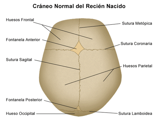 FONTANELA.gif