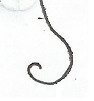 NOYAKA.png