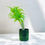 Thumbnail: Artificial Green Dracaena Plant in Glossy Green Pot