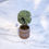 Thumbnail: Artificial Green Foliage in Barrel Pot for Home Décor
