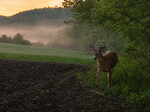 Kentucky Food Plot Planting in Early May: What to Put In Now and What Can Wait
